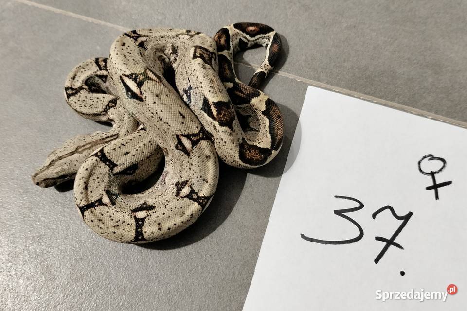 Boa cesarskie cb26 samice Połomia