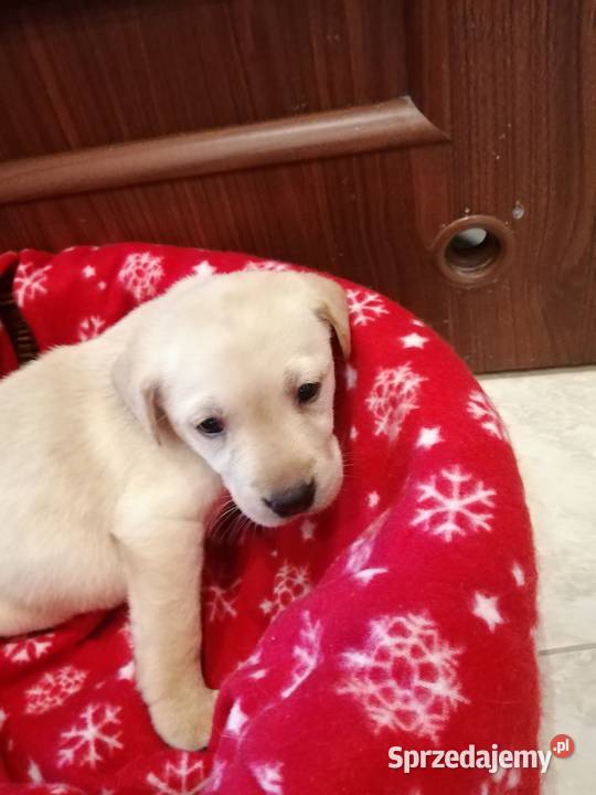 Sprzedam Labladory biszkoptowe szczeniaki Lubawa