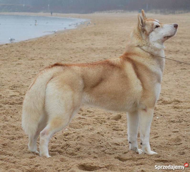 Siberian husky rodowodowe szczenięta zapowiedź Inowrocław