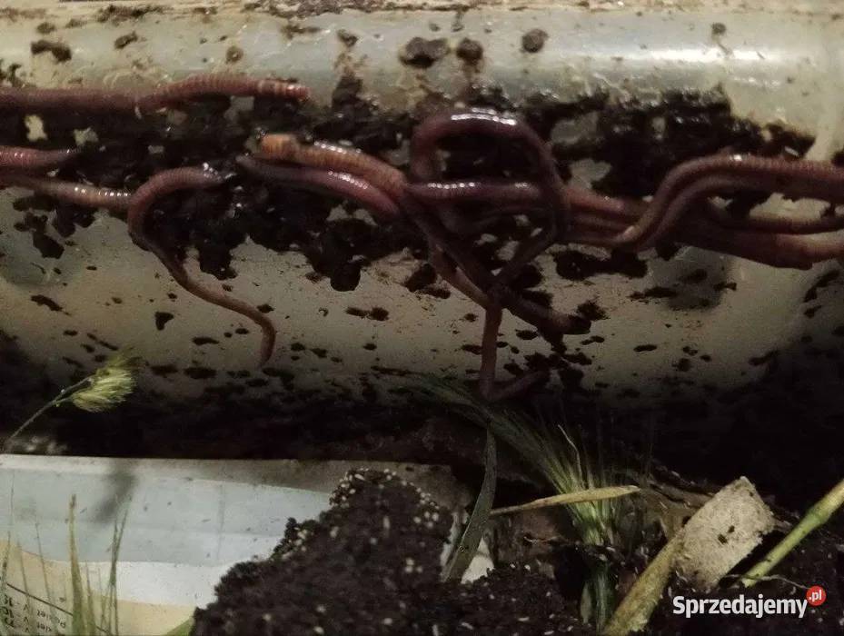 Wrocław Kozanów dżdżownice kalifornijskie 200 Wędkarstwo