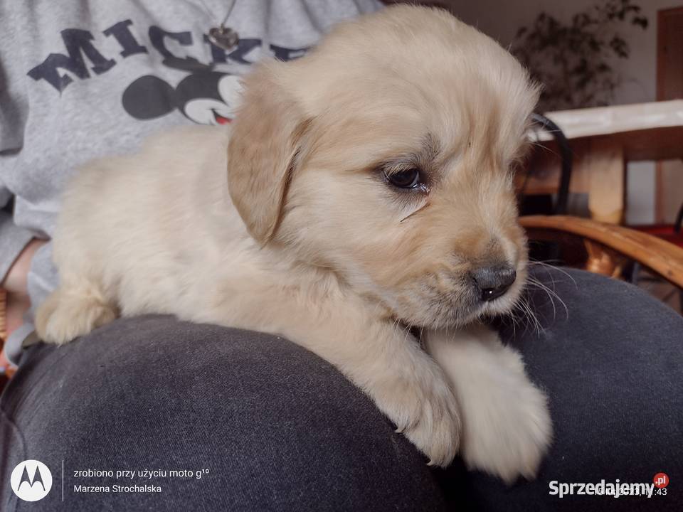 golden retriever złoty piesek ZKwP Praszka