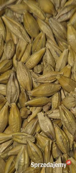 Jęczmień jary Rozprza sprzedam