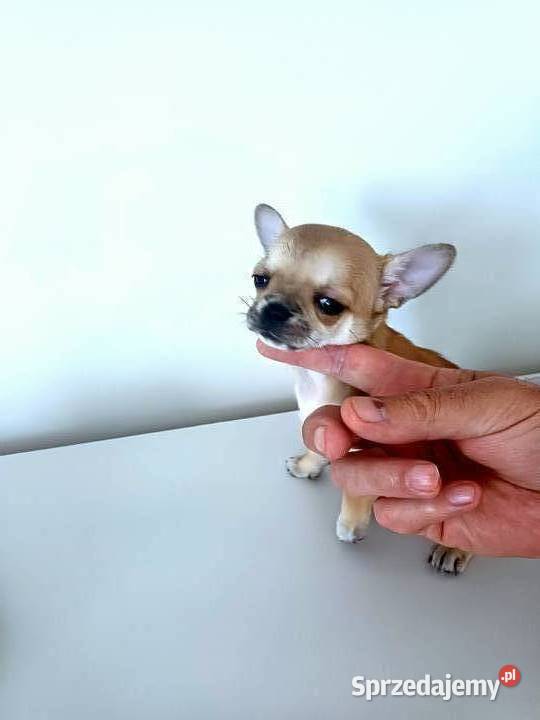 Chihuahua XSS Przepiękna Beżowa Chihuahua Zgierz