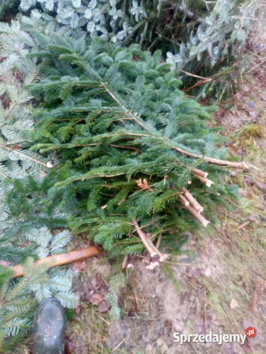 gałązki jodły kaukaskiej stroisz idealne na Dębica
