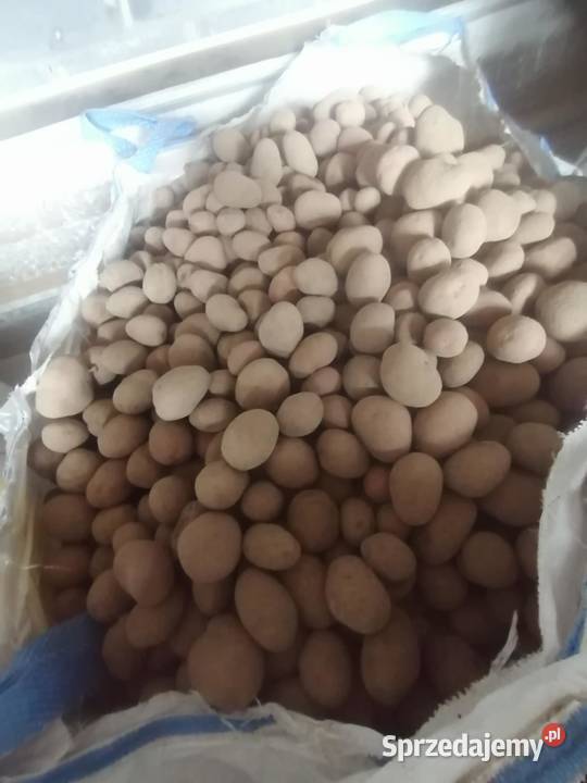 Sprzedam ziemniaki jadalne duże i do sadzenia Pilica