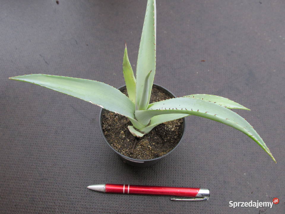 Agawa platynowa agave guingenola platinium małopolskie Kraków