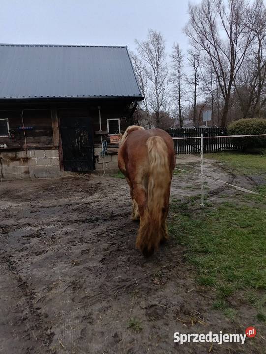 Konie zimnokrwiste Konie