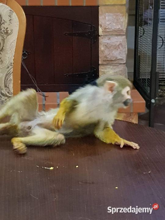 Sprzedam małpkę Sajmiri Opole