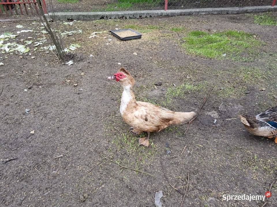 Sprzedam kaczki francuskie mazowieckie Garwolin sprzedam