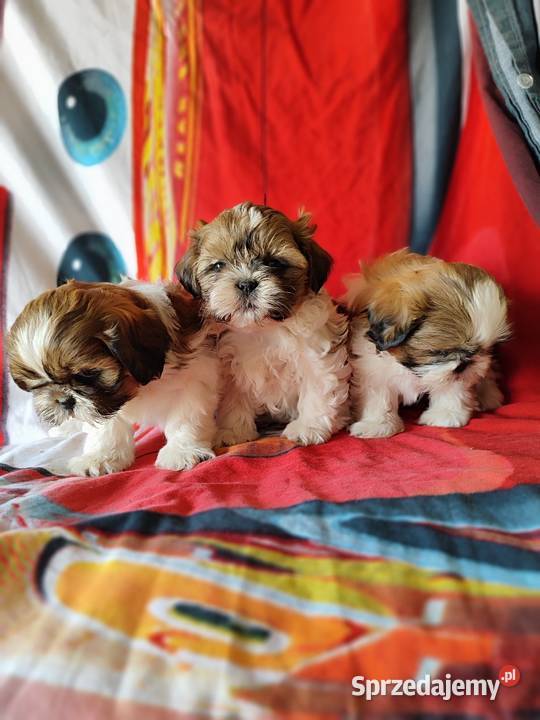 Shih tzu