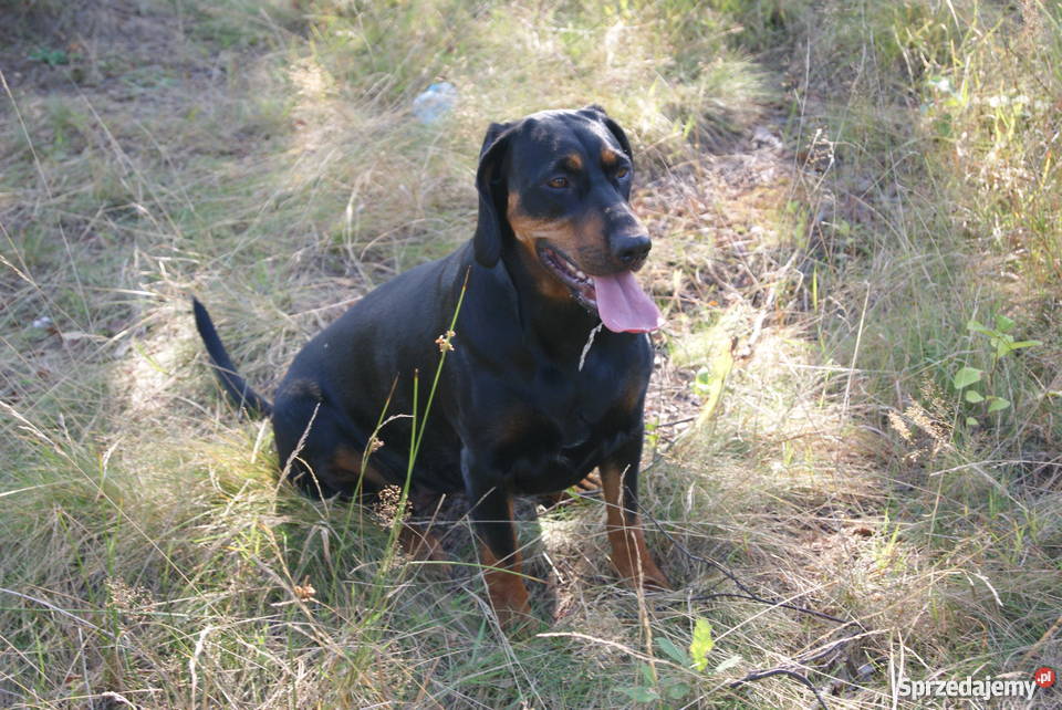 Gończy Polski szczeniaki Wola Cicha sprzedam