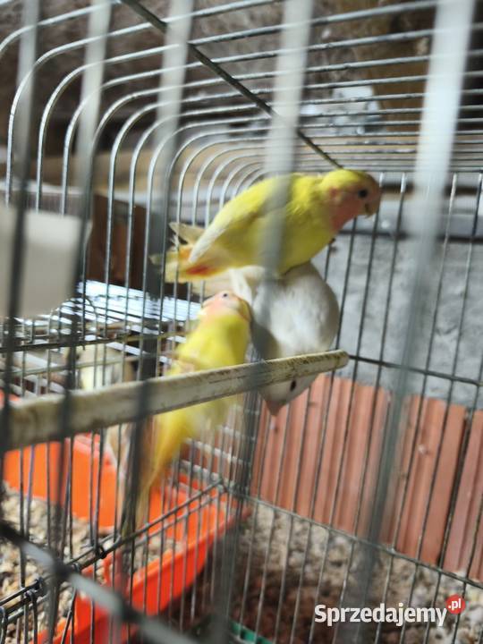 Nierozłączki papugi Wrocław sprzedam