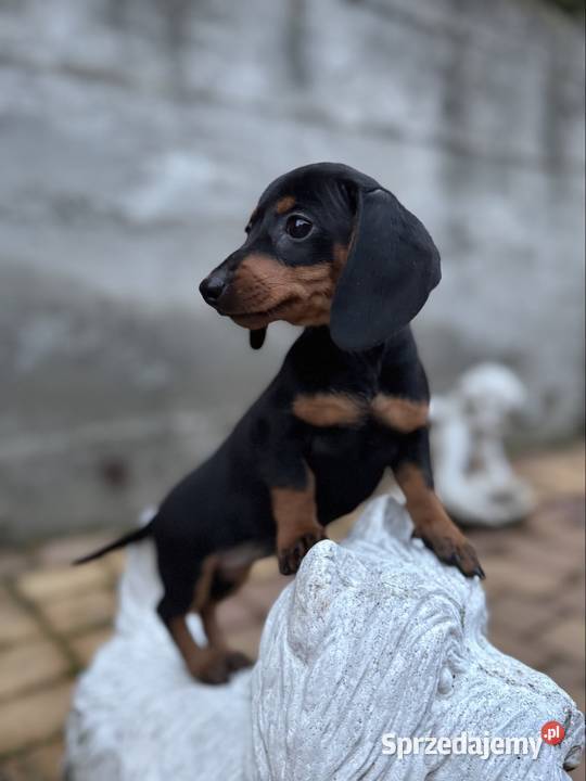 Cudowna sunia Jamnik miniaturowy standard czarno łódzkie Łódź