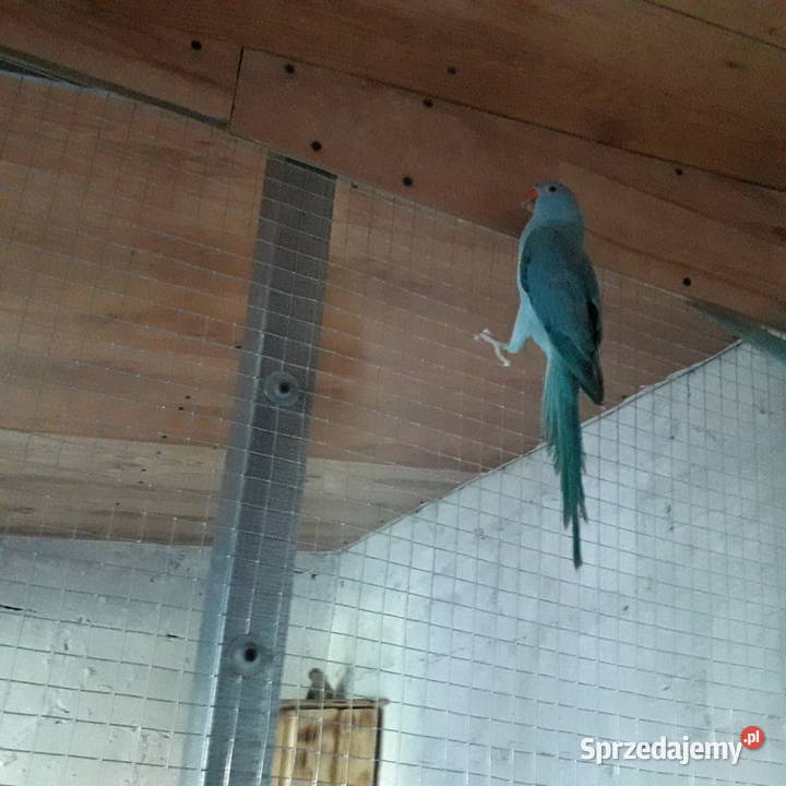 Papugi aleksandretta i rozella świętokrzyskie