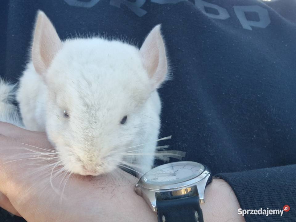 Szynszyl chinchilla biała samiczka Pinczyn