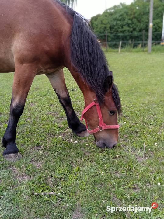 Sprzedam wałacha wielkopolskie