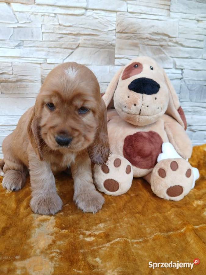 Śliczne Szczenięta Cocker Spaniel Angielski łódzkie Sieradz