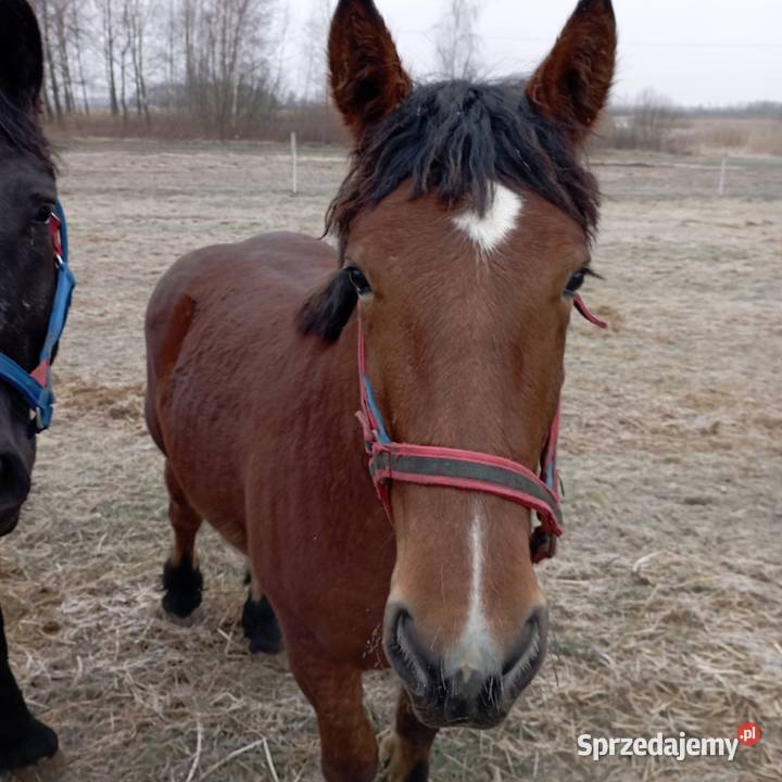Zwierzęta lubelskie Chełm