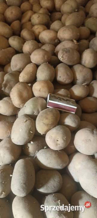 Ziemniak wielkości sadzeniaka odmiana Ignacy