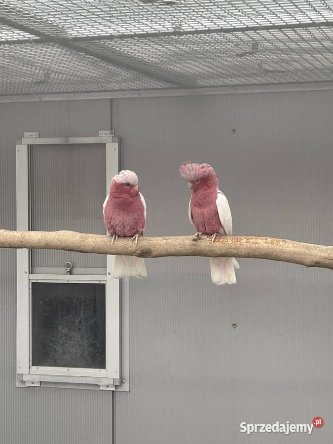 Kakadu Różowa Lutino para 2022 Ptaki małopolskie Kłaj