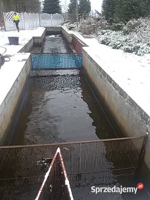 RYBY NA WIGILIĘ KARP KRÓLEWSKI AMUR JESIOTR Łódź