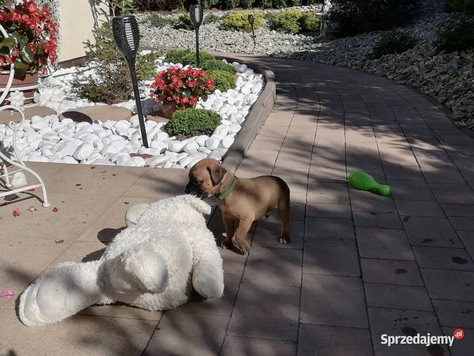 Bokser szczenięta Żukowo