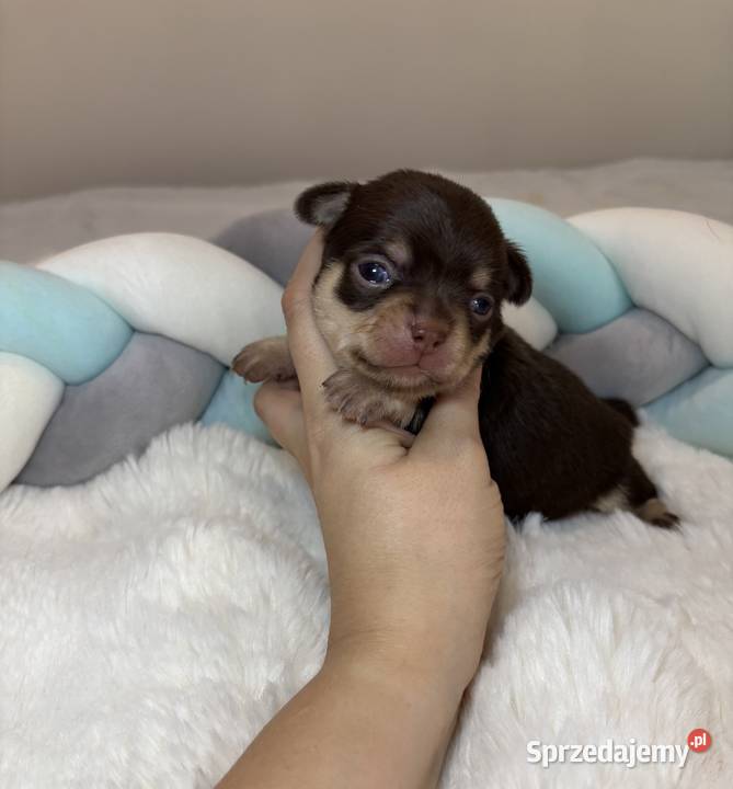Chihuahua piesek krótkowłosy Choco Tan badania Bełchatów