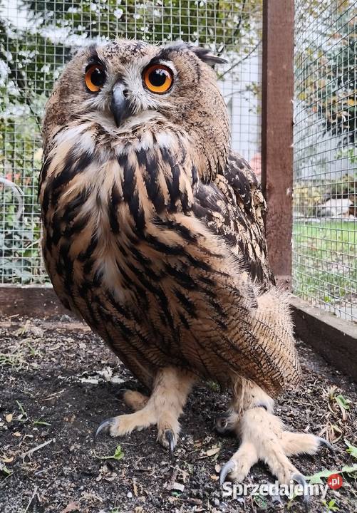 Puchacz Bubo Bubo śląskie Nieborowice