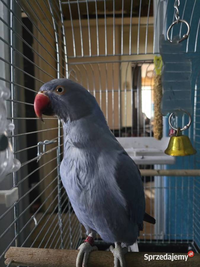 Papuga aleksandretta Bielsko-Biała