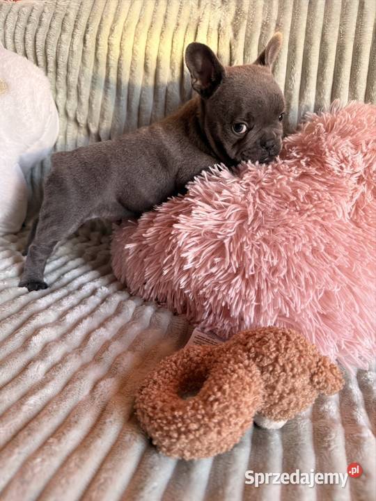 Buldog francuski Częstochowa sprzedam