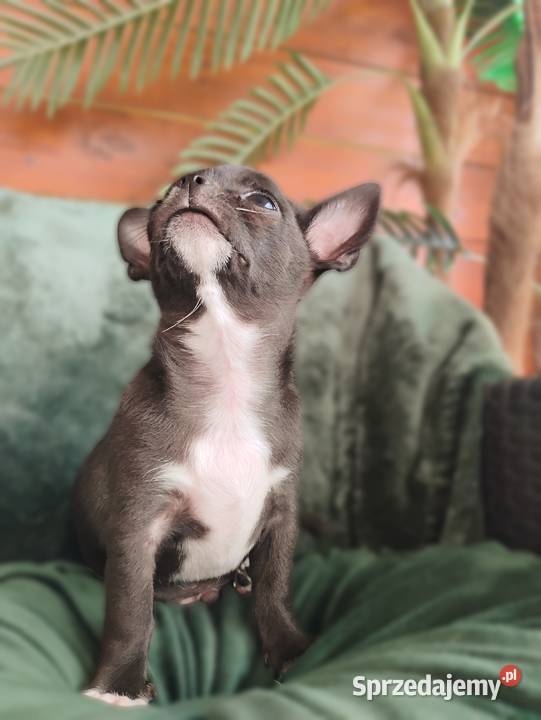 Chihuahua krótkowłosy FCI Kalisz