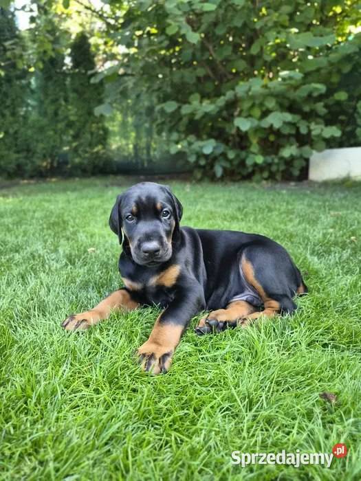 Piękny szczeniak dobermana sprzedam