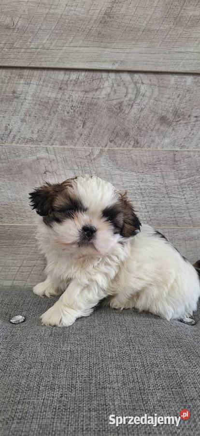 Shih Tzu suczki I piesek Psy mazowieckie Przysucha