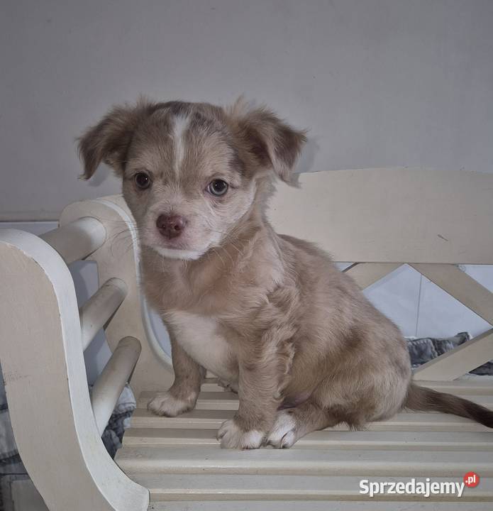 Chihuahua długowłosy piesek o wyjątkowym dolnośląskie Wrocław sprzedam
