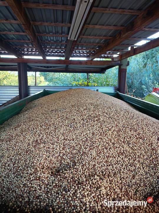 Soja Acardia Wał-Ruda