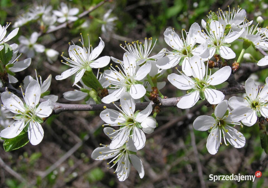 ŚLIWA TARNINA Prunus spinosa NASIONA 500 sztuk kujawsko-pomorskie Lubanie