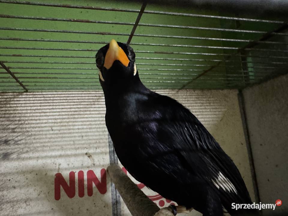 Gwarek gracula religiosa religiosa samica 2024 Legionowo sprzedam