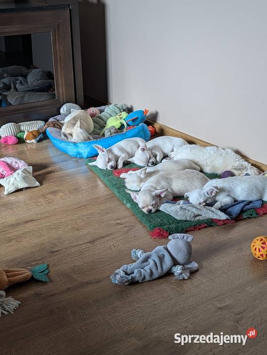 Piesek chihuahua kremowy łódzkie Złaków Borowy