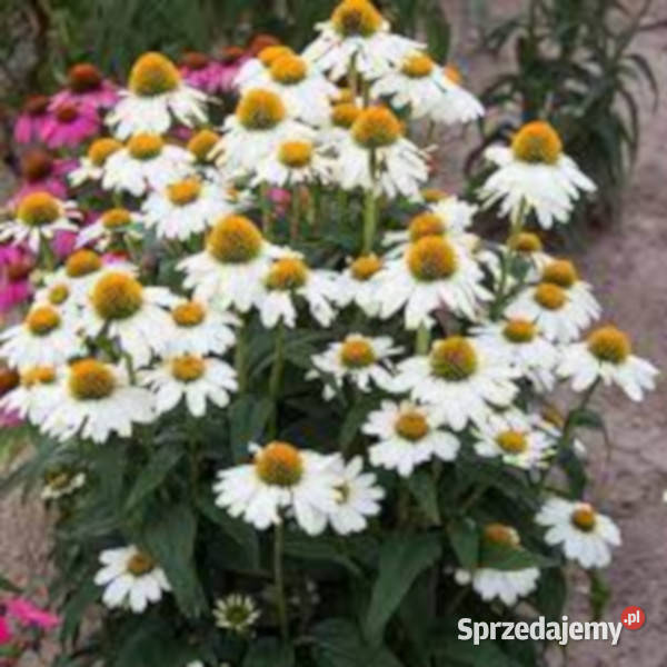 JEŻÓWKA Pow Wow White Echinacea - sadzonki w doniczkach