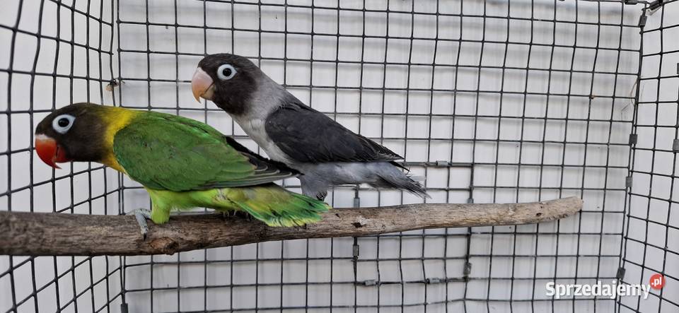 Nierozłączki Ptaki małopolskie Zakliczyn