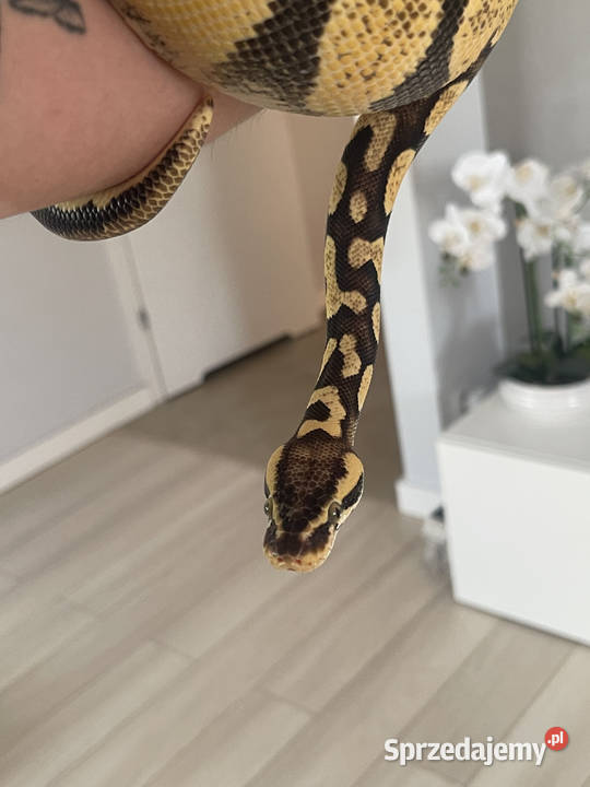 Python Regius Samica Super Pastel Gravel mazowieckie Warszawa