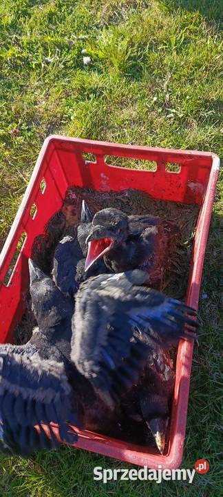 Kruk Jastrzębie-Zdrój sprzedam