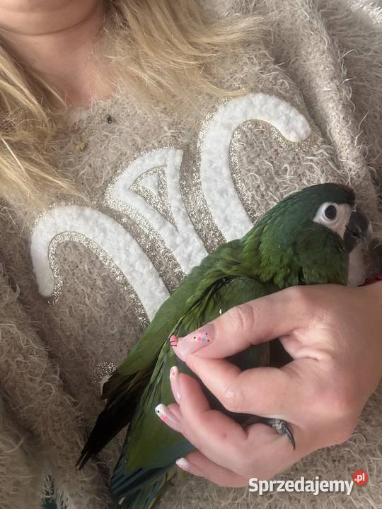 Ara Marakana Samiczka