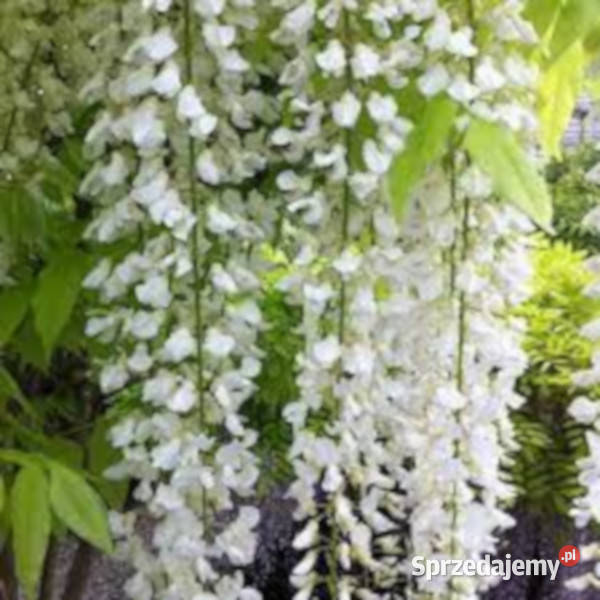 GLICYNIA SNOW SHOWER Wisteria sadzonki w don Ustronie