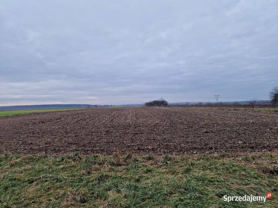 Wydzierżawię pole ziemię rolną 6 ha mazowieckie Lipsko