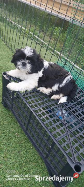 Shih tzu piękny chłopczyk tricolor Gruszczyn