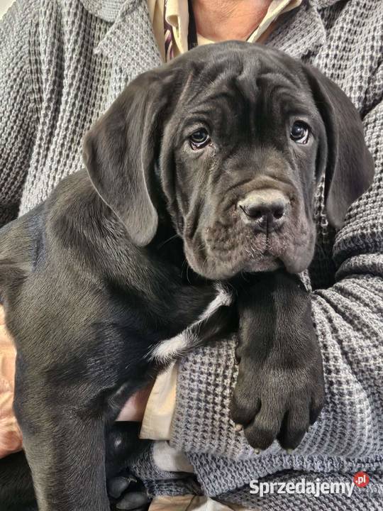 Cane Corso – szczenięta 10 tygodni, czarne, po przeglądach