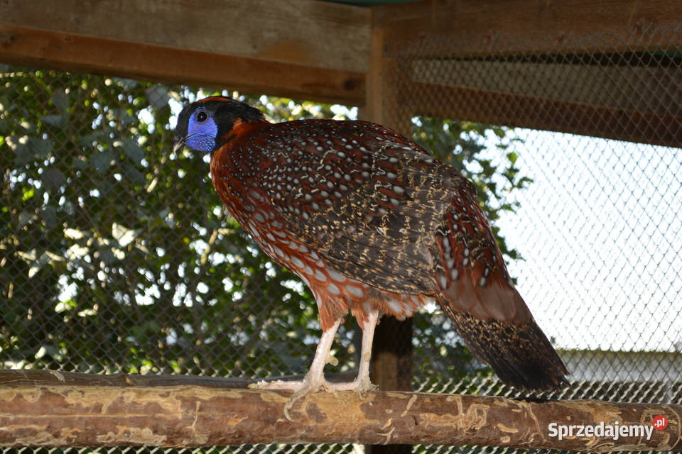 Tragopan tyminek samiec Rzeszów sprzedam