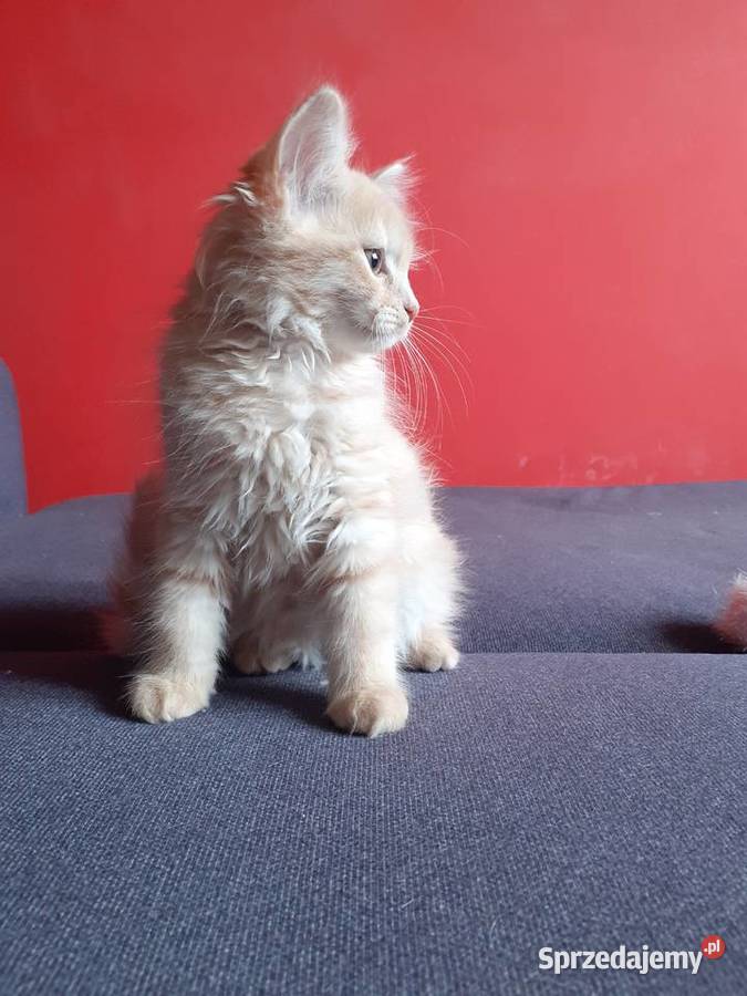 Śliczne Koteczki Syberyjskie IRESA i IGA Syberyjski Sochaczew