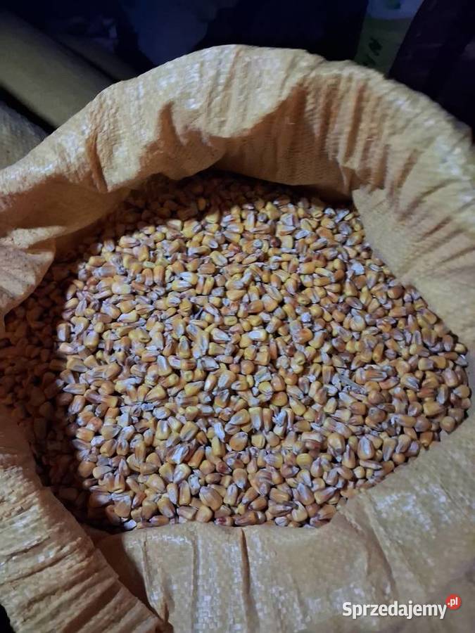 Kukurydza dolnośląskie Miękinia